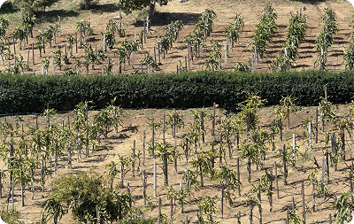 Rooted and Farm Cuttings