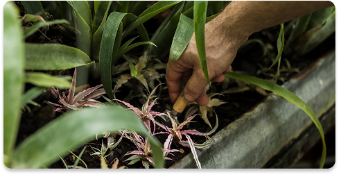 Hands working through a planted trellis bed