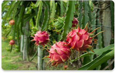Dragon fruit plants growing on a trellis installation