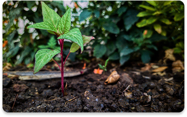 Young dragon fruit plant established in prepared soil