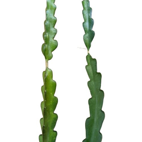 Red Jaina Hybrid - Image 2