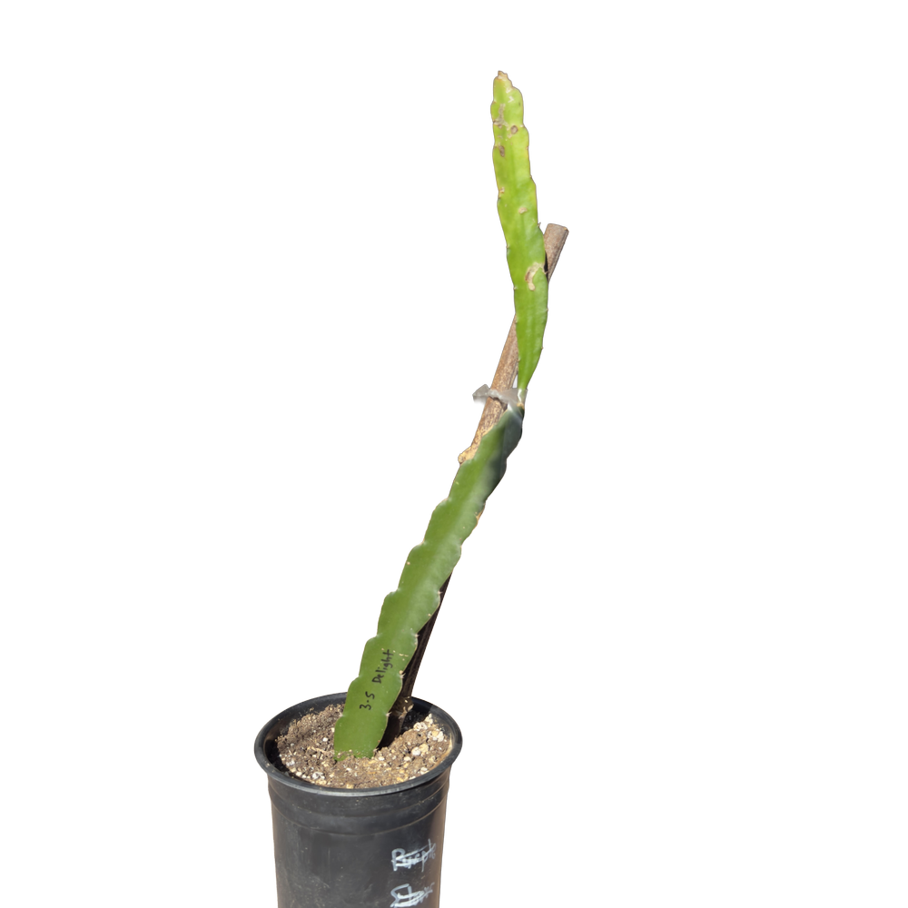 American Beauty Dragon Fruit