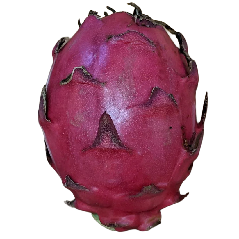 Red Jaina Hybrid - Image 4