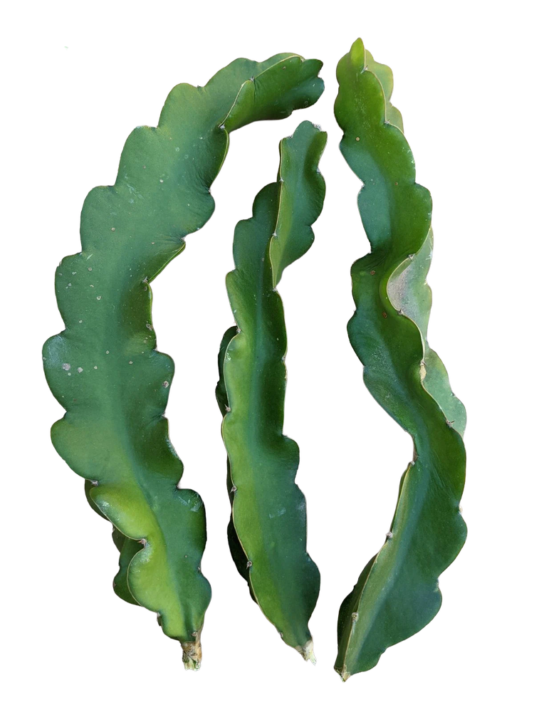 American Beauty Dragon Fruit - Image 2