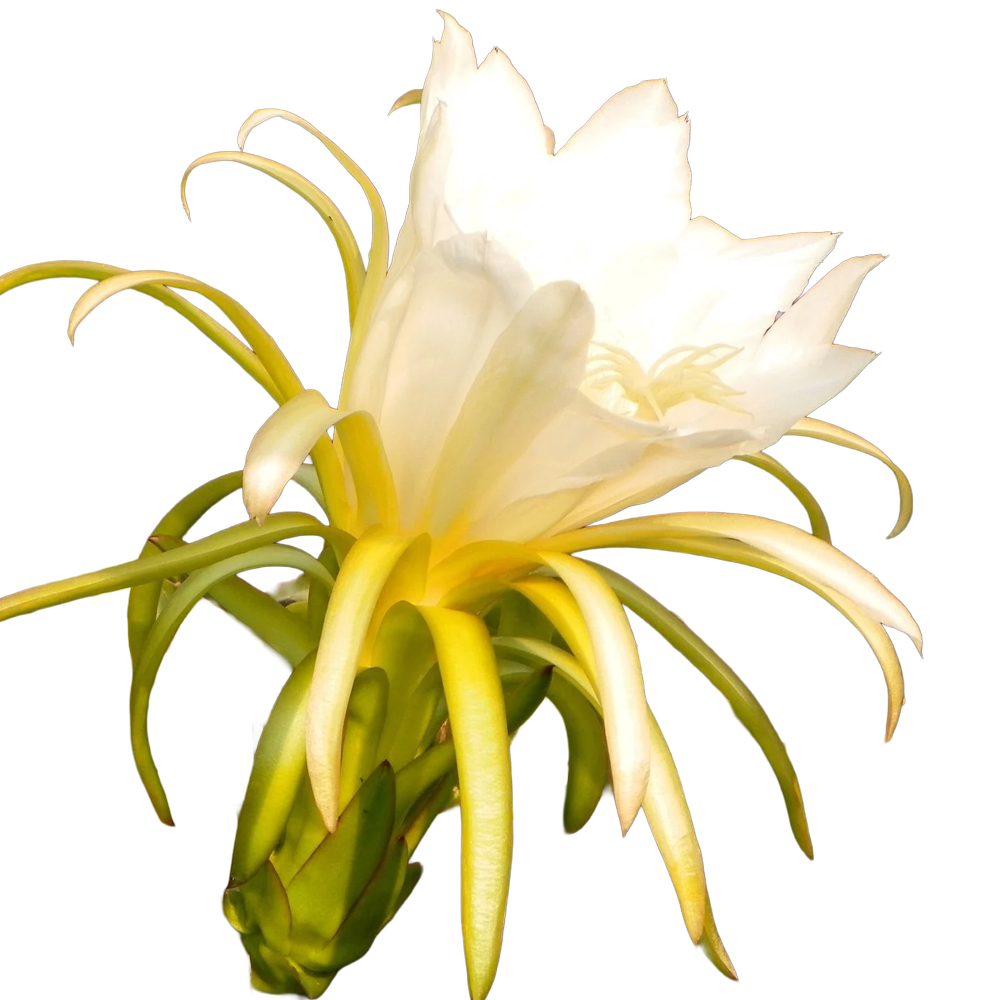 American Beauty Dragon Fruit - Image 3