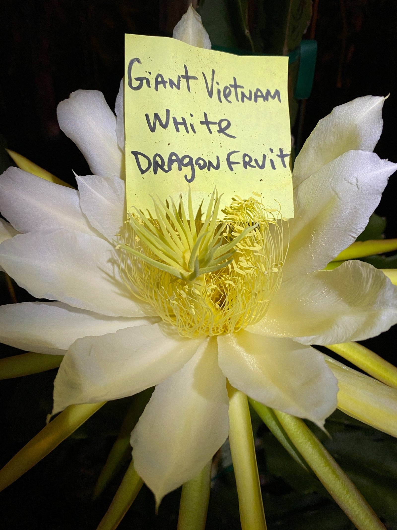 Vietnam White Giant - Image 5