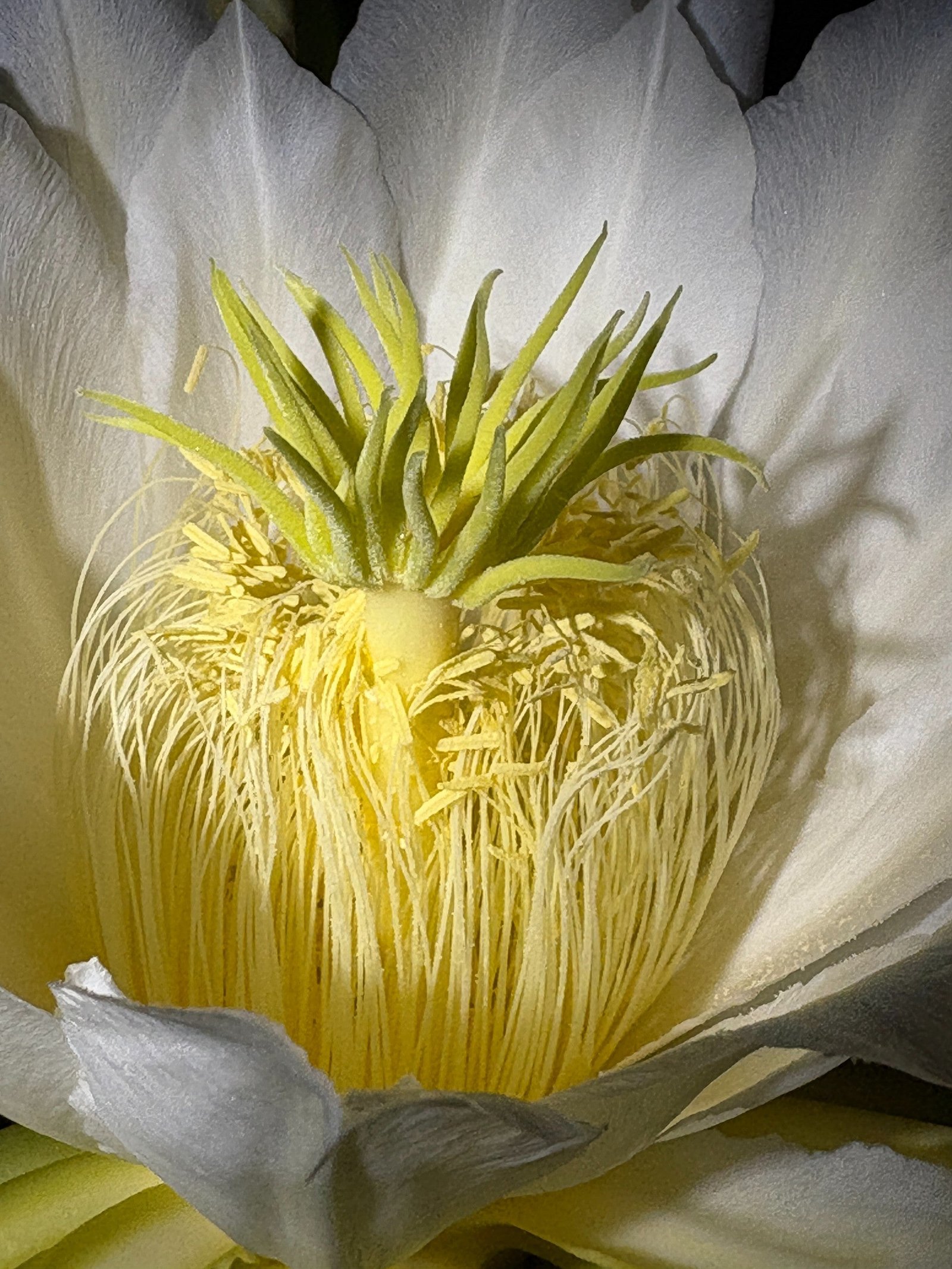 Vietnam White Giant - Image 12