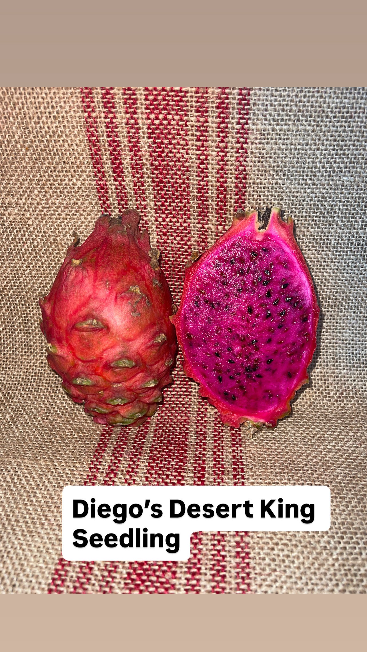Diego’s Desert king Seedling