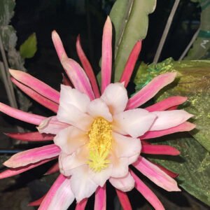 Asunta 6 (Official)