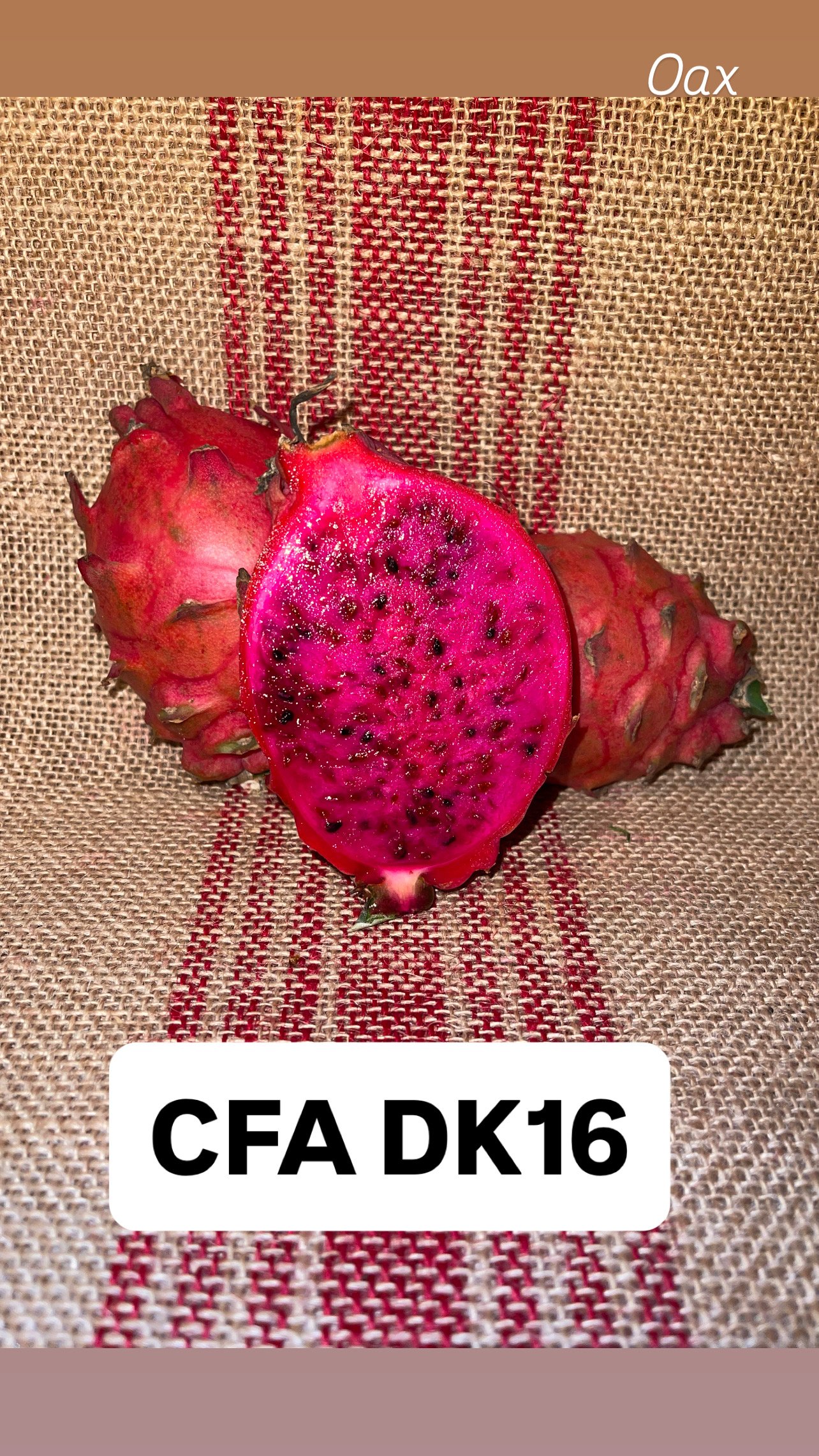CFA DK16 (Graft)
