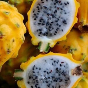 Ecuador Yellow Palora