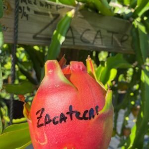 Zacatecas
