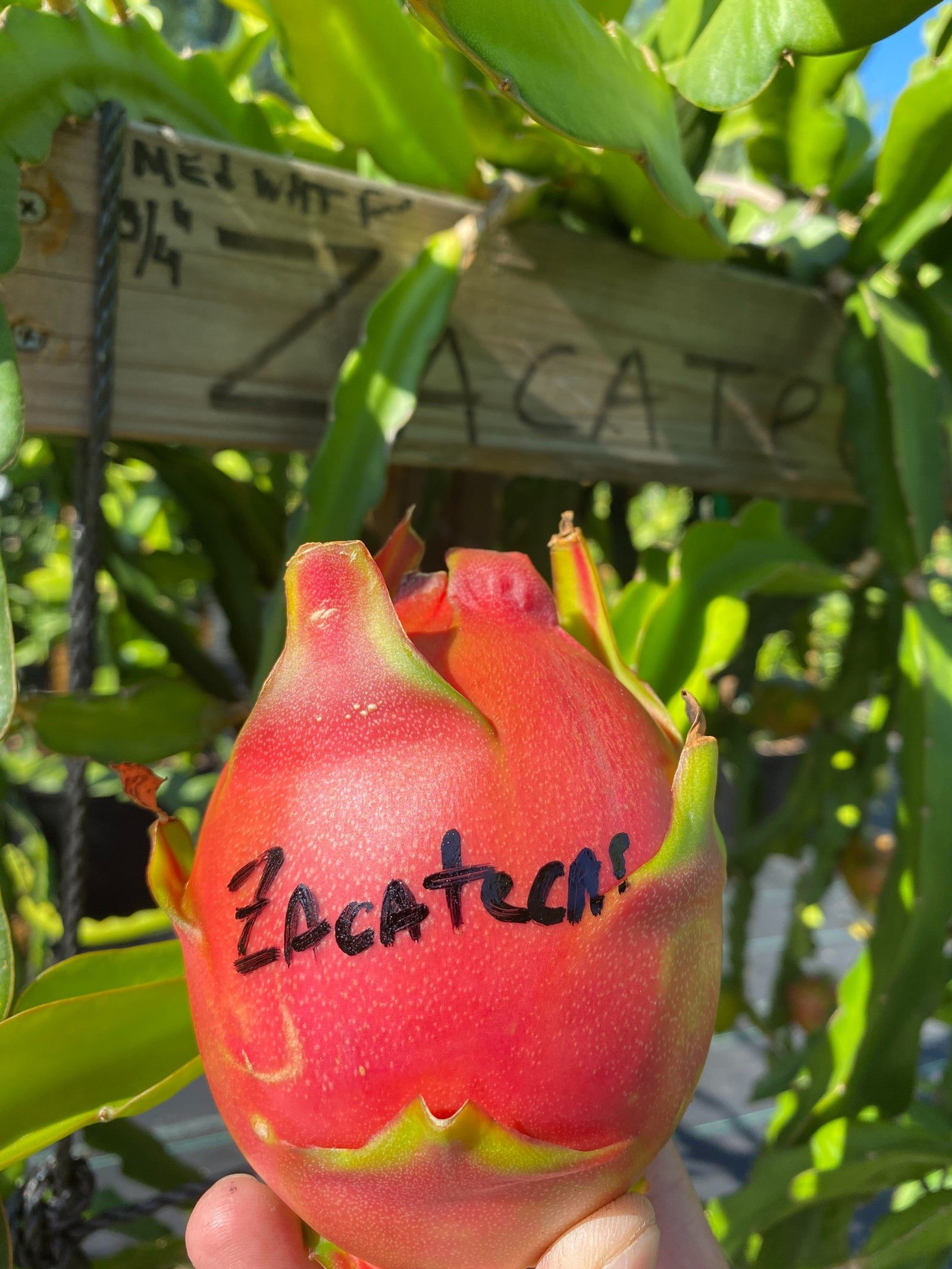Zacatecas