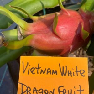 Vietnam White