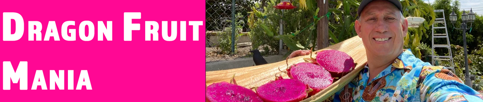 Shulman Dragon Fruit Orchard